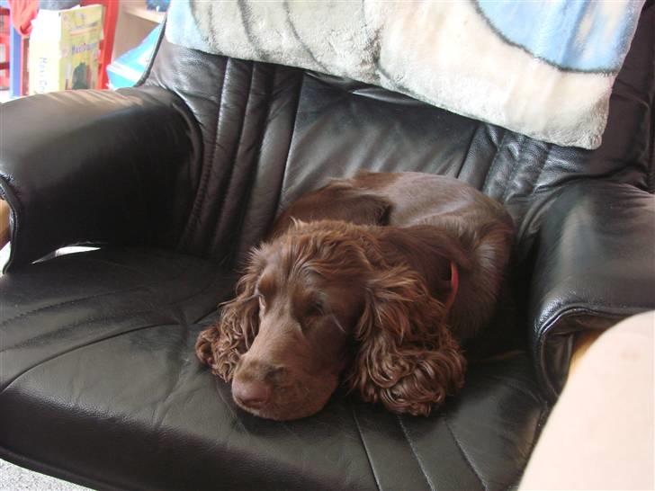 Cocker spaniel nuggi billede 8