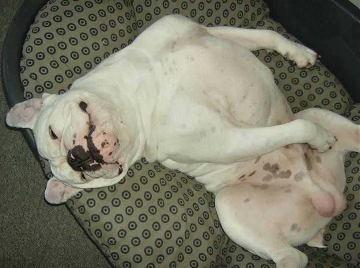 Amerikansk bulldog ozzy osbourne - hygge billede 16