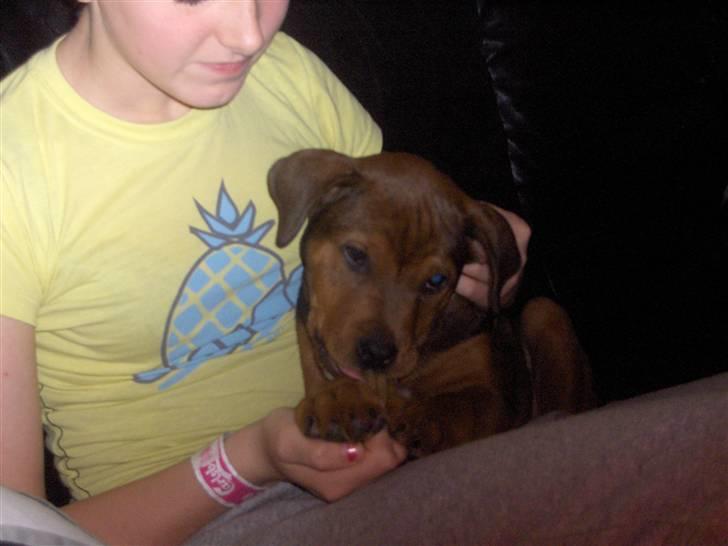 Blanding af racer Kjar. <3 billede 7