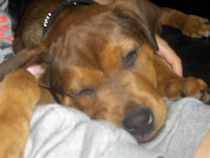 Blanding af racer Kjar. <3 billede 8