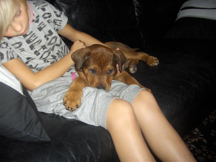 Blanding af racer Kjar. <3 billede 9