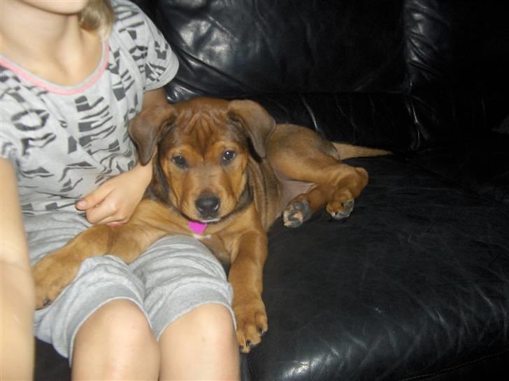 Blanding af racer Kjar. <3 billede 11