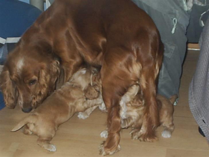 Cocker spaniel ida billede 9