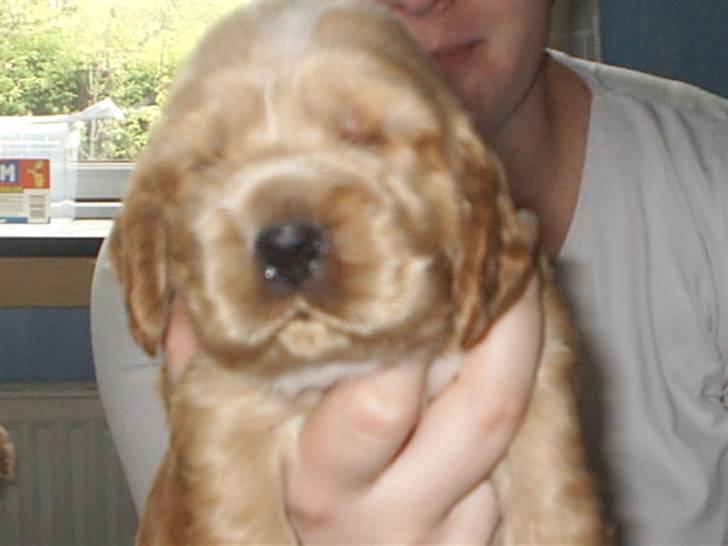 Cocker spaniel ida billede 10