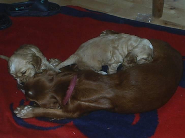 Cocker spaniel ida billede 11