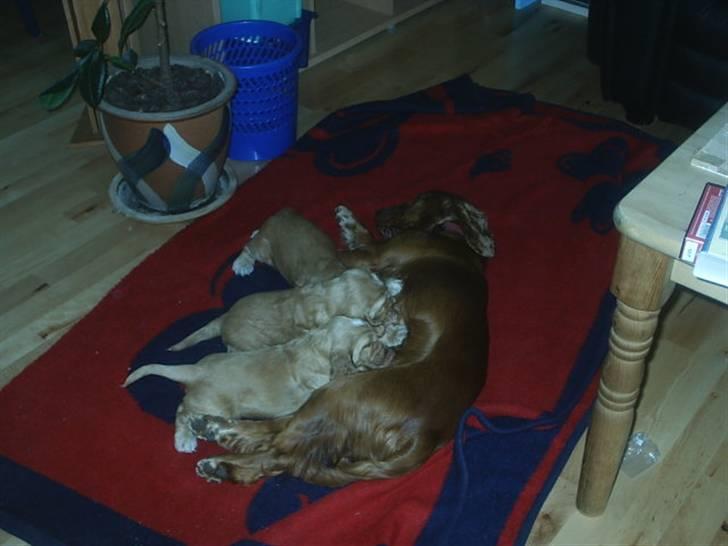 Cocker spaniel ida billede 12