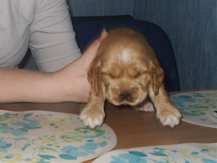 Cocker spaniel ida billede 13