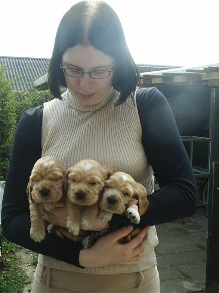 Cocker spaniel ida billede 14