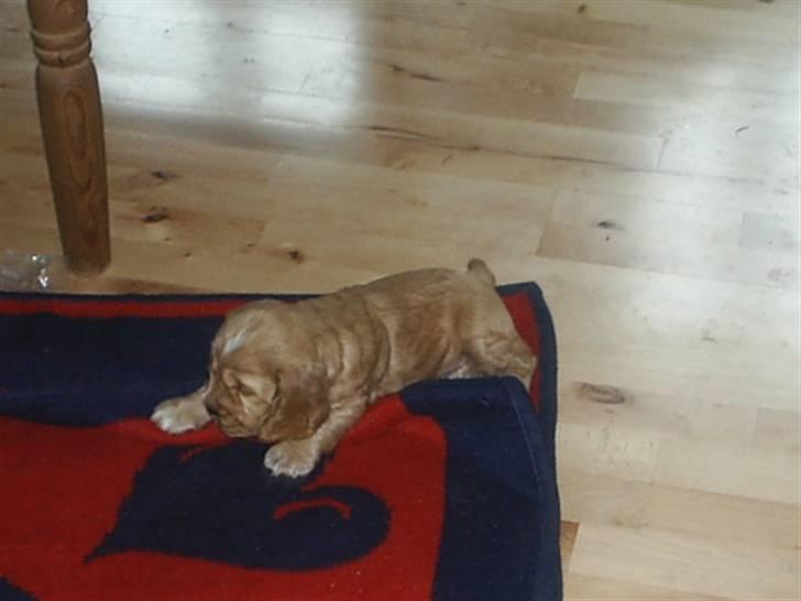 Cocker spaniel ida billede 15