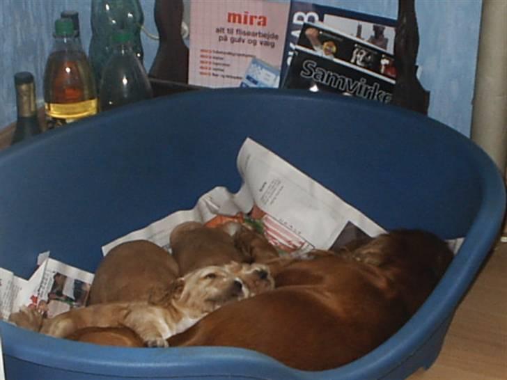 Cocker spaniel ida billede 16