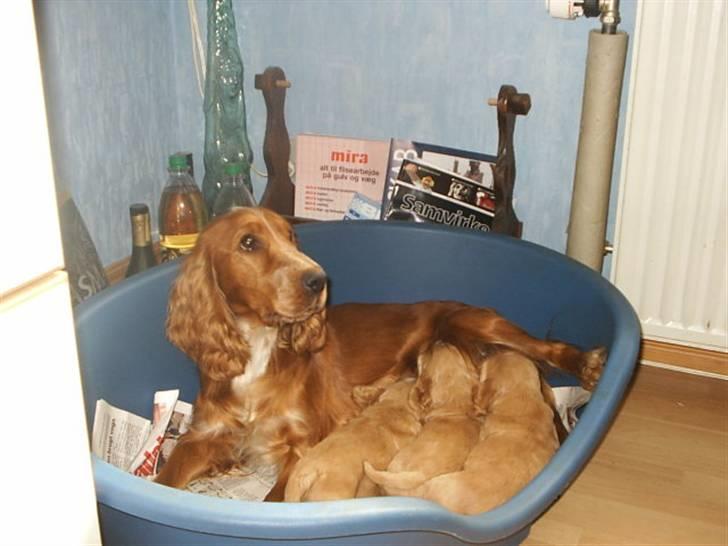 Cocker spaniel ida billede 17