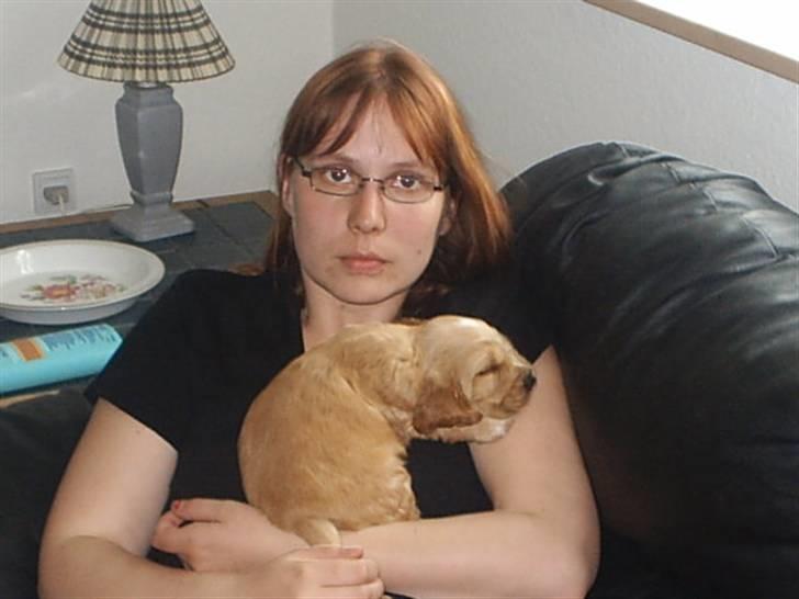 Cocker spaniel ida billede 18