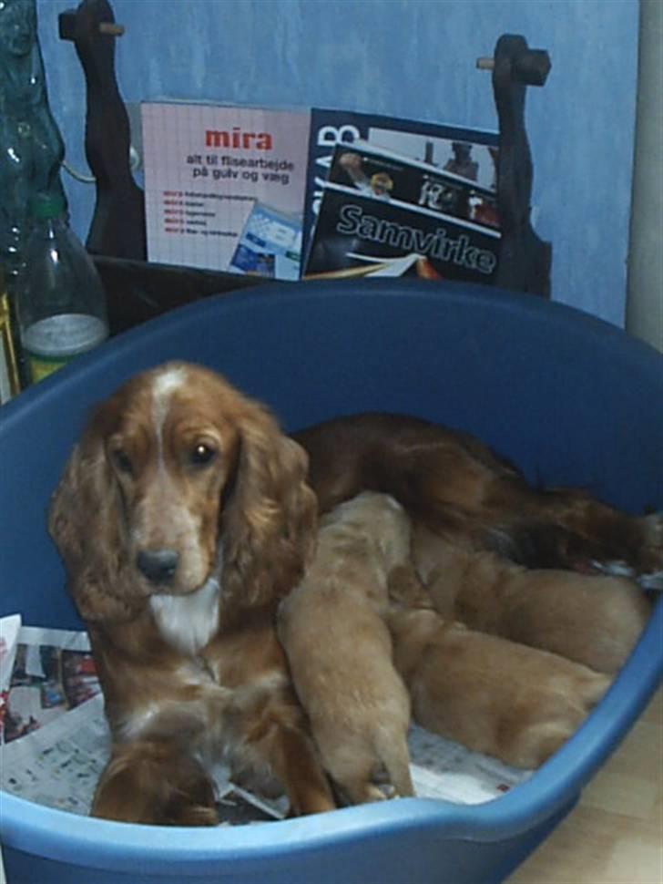 Cocker spaniel ida billede 19