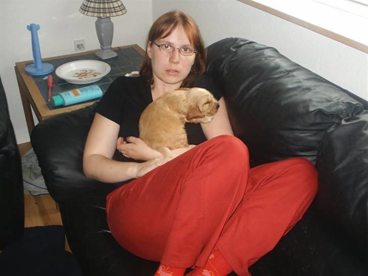 Cocker spaniel ida billede 20