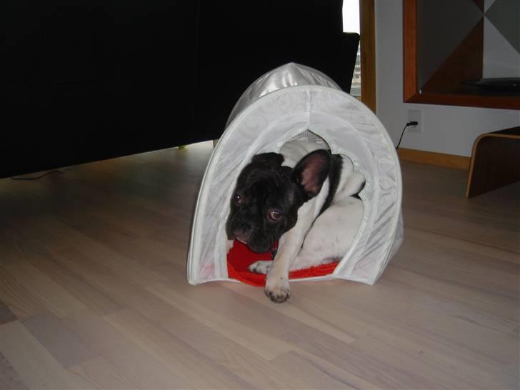 Fransk bulldog Pluto - Uh jeg er nok blevet for stor til teltet 28 uger. billede 17