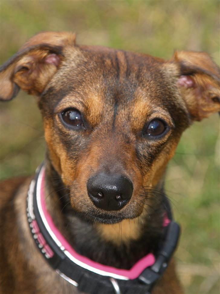 Blanding af racer Freyja - Smukke Freyja d. 9 Juli -09. billede 1