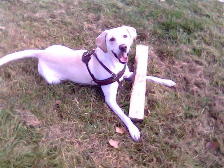 Labrador retriever Castro - Livet er fantastisk når man kan få lov og gnave en stor pind til træflis! billede 13