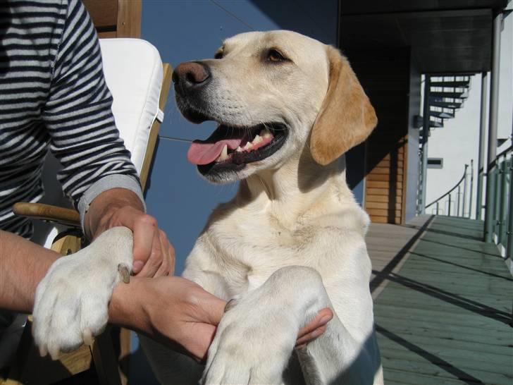 Labrador retriever Castro billede 14