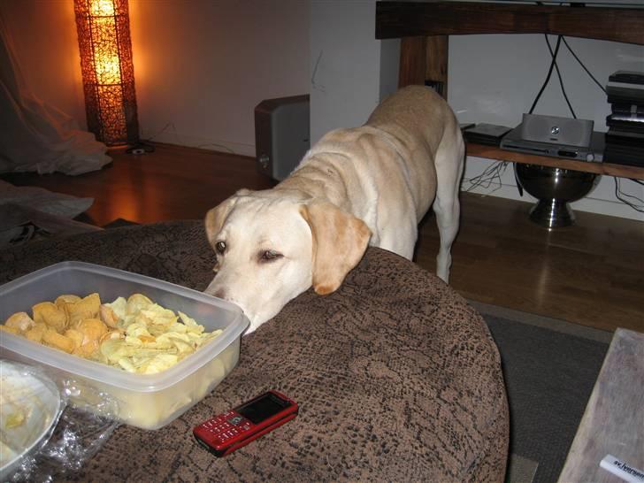 Labrador retriever Castro - Hvis jeg stirrer længe nok på dem, hopper de nok ind i munden på mig... billede 15