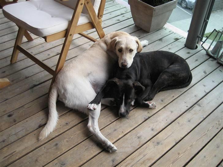 Labrador retriever Castro - Mig og lillebror billede 16