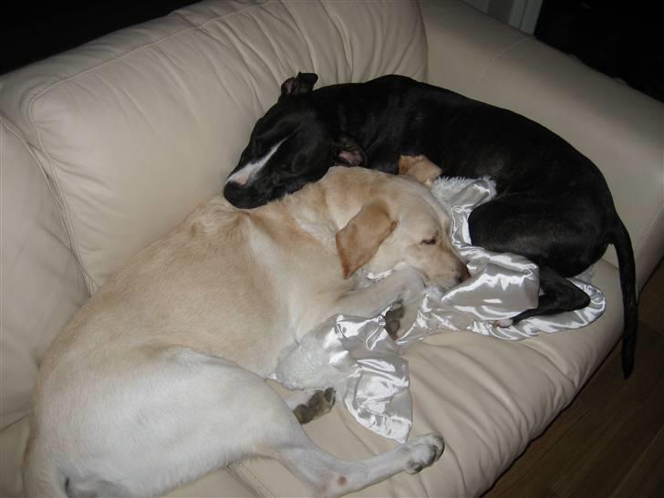 Labrador retriever Castro - Vovsehygge i sofaen! billede 17