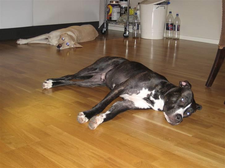Amerikansk staffordshire terrier Tyson R.I.P. 2006-2010 - Efter en laaang dag, er det ren afslapning.... billede 12