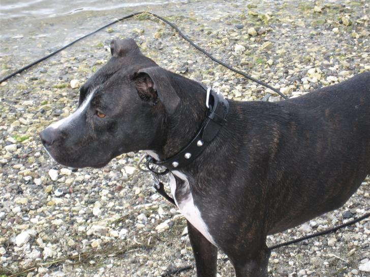 Amerikansk staffordshire terrier Tyson R.I.P. 2006-2010 billede 13