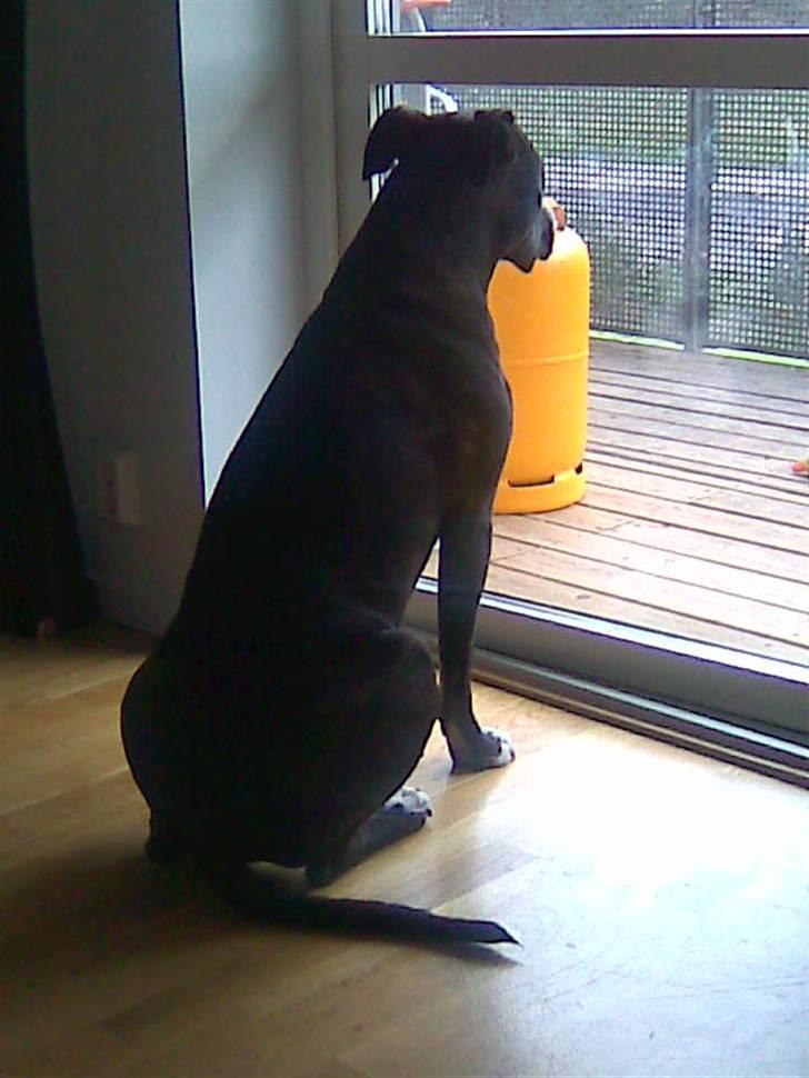 Amerikansk staffordshire terrier Tyson R.I.P. 2006-2010 - Efter skæld-ud fra mor, bliver man fornærmet og sidder med ryggen til og glor ud af vinduet! billede 14