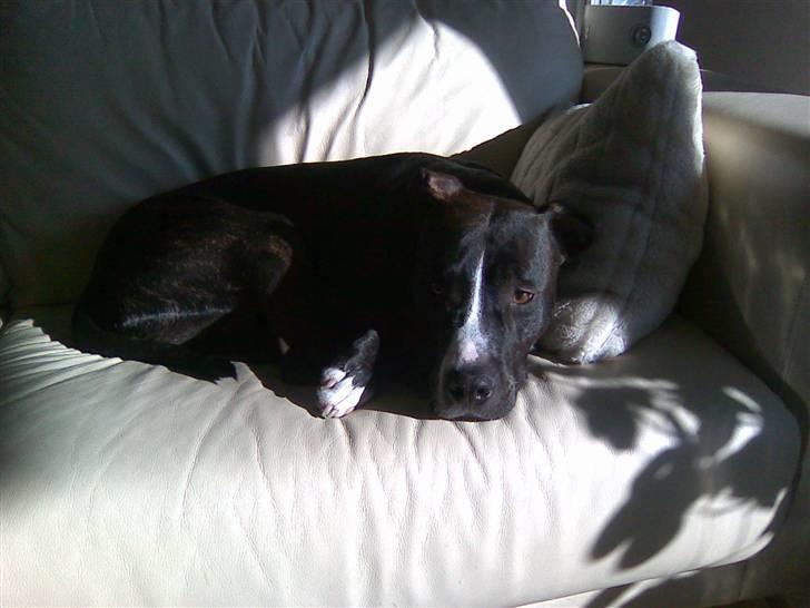 Amerikansk staffordshire terrier Tyson R.I.P. 2006-2010 - Ynglingspladsen. I sofaen og lige i solen.... Skøøøøøøønt billede 15