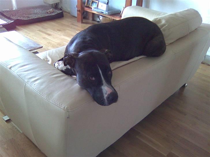 Amerikansk staffordshire terrier Tyson R.I.P. 2006-2010 - Tja, fandt Tyson hængene sådan her på ryggen af sofaen en dag jeg kom hjem.... Meget mystisk vovse! billede 16