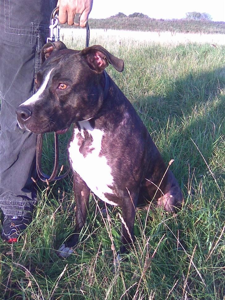 Amerikansk staffordshire terrier Tyson R.I.P. 2006-2010 - Ude og nyde efterårsvejret... Har forresten lige fået øje på en harer, da mor tog billedet! billede 17