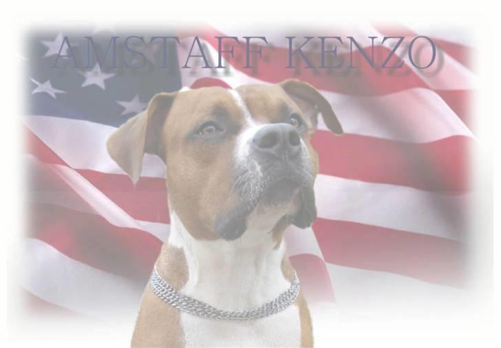 Amerikansk staffordshire terrier Kenzo billede 13
