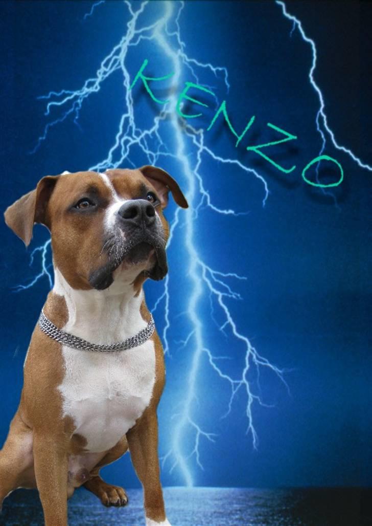 Amerikansk staffordshire terrier Kenzo billede 14