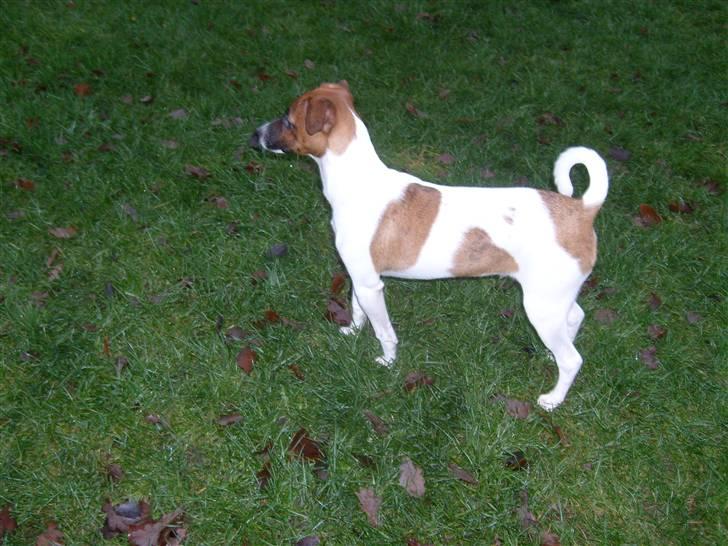 Dansk svensk gaardhund Mito 18-07-08 billede 1