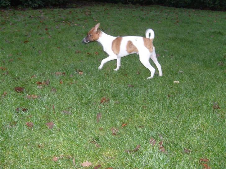 Dansk svensk gaardhund Mito 18-07-08 billede 2