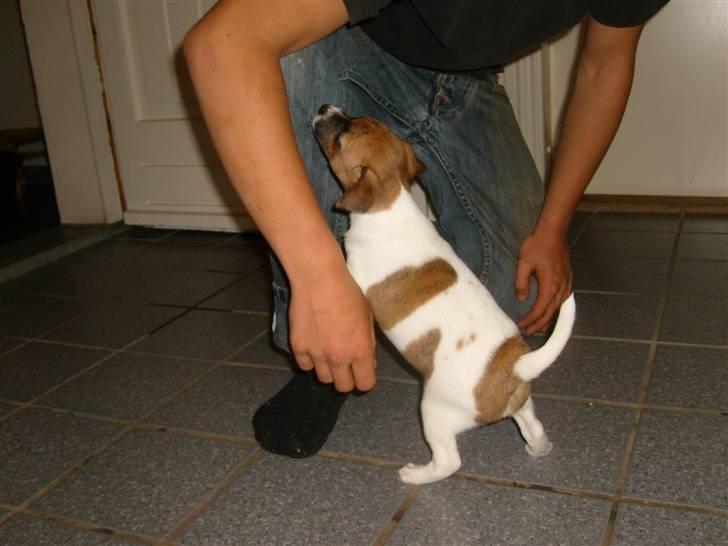 Dansk svensk gaardhund Mito 18-07-08 billede 3