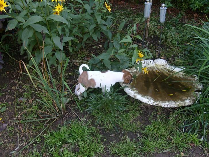 Dansk svensk gaardhund Mito 18-07-08 billede 4