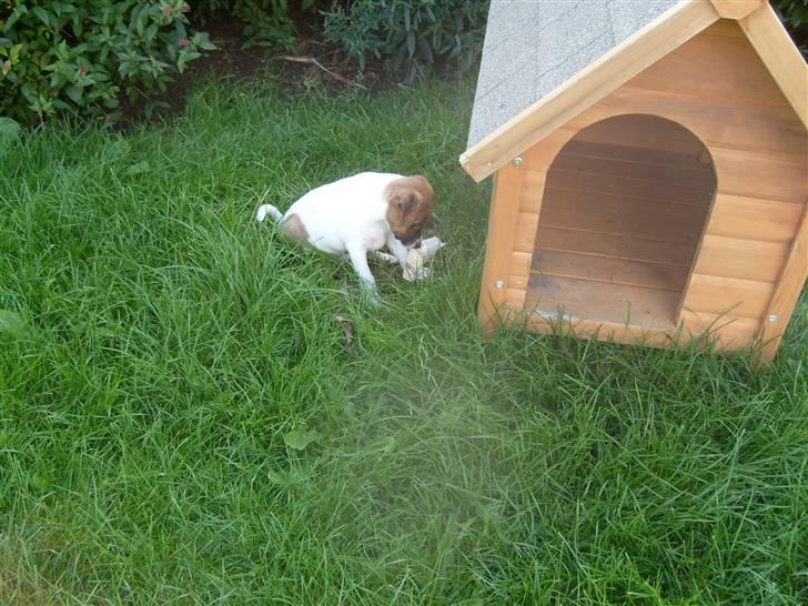 Dansk svensk gaardhund Mito 18-07-08 billede 5