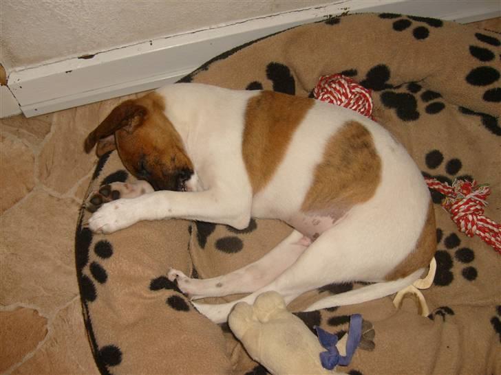 Dansk svensk gaardhund Mito 18-07-08 billede 6