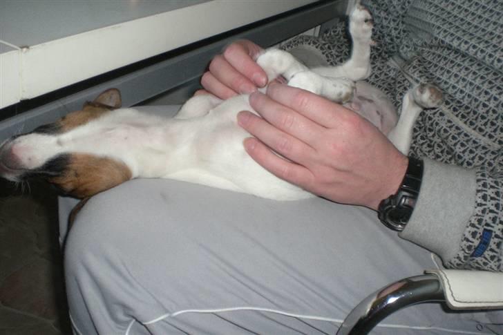 Dansk svensk gaardhund Mito 18-07-08 billede 7