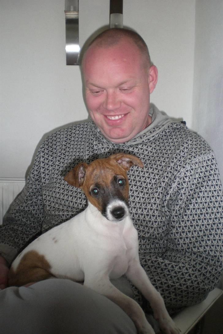 Dansk svensk gaardhund Mito 18-07-08 billede 8