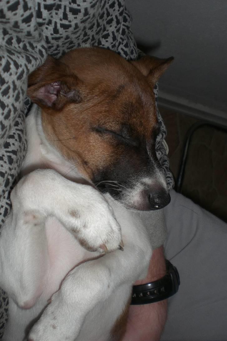 Dansk svensk gaardhund Mito 18-07-08 billede 9