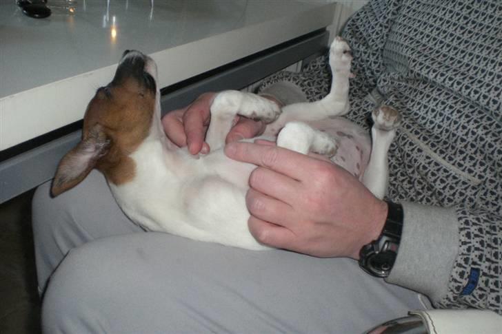 Dansk svensk gaardhund Mito 18-07-08 billede 10