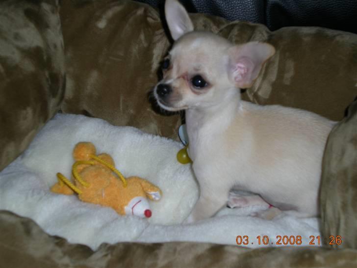 Chihuahua ¨˜”°º•Gucci•º°”˜¨ - jeg har lige lånt Blomme´s kurv.. billede 5