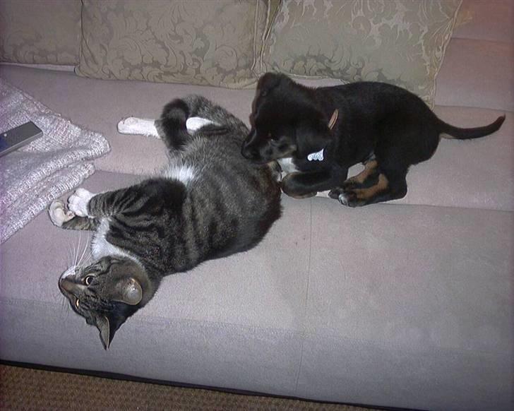 Blanding af racer Buster // har ham ikk mer - Føste dag vi hade Buster  billede 2