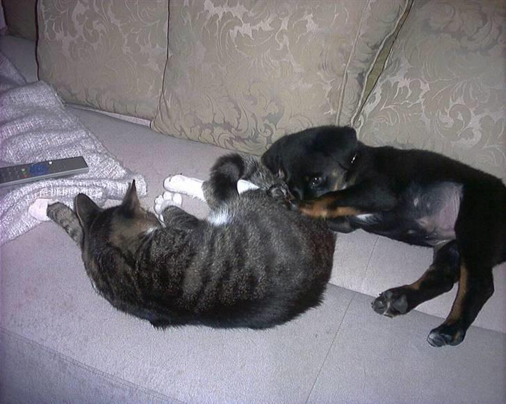 Blanding af racer Buster // har ham ikk mer - Føste dag vi hade Buster  billede 3