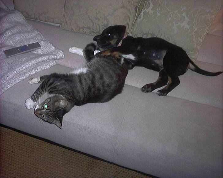 Blanding af racer Buster // har ham ikk mer - Føste dag vi hade Buster  billede 4