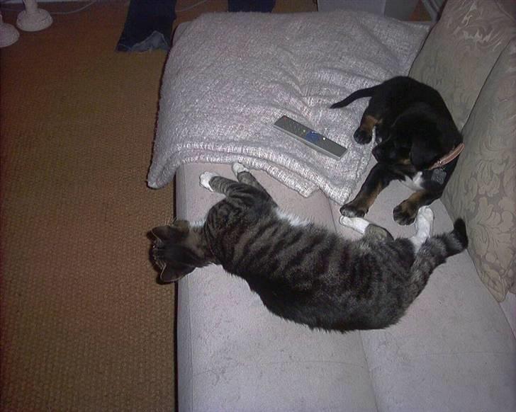 Blanding af racer Buster // har ham ikk mer - Føste dag vi hade Buster  billede 5