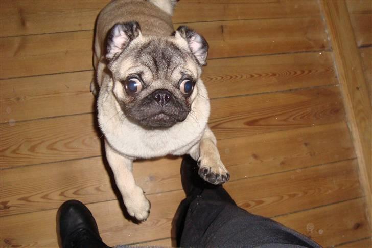 Mops Arnold - leger i haven billede 1