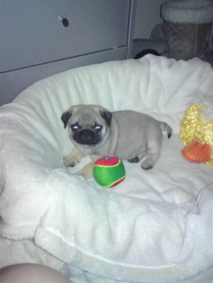 Mops Arnold - den dag vi fik arnold billede 2